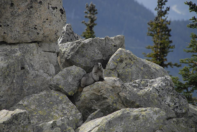 Marmot, Whistler Blackcomb, Canada, Peak Leaders