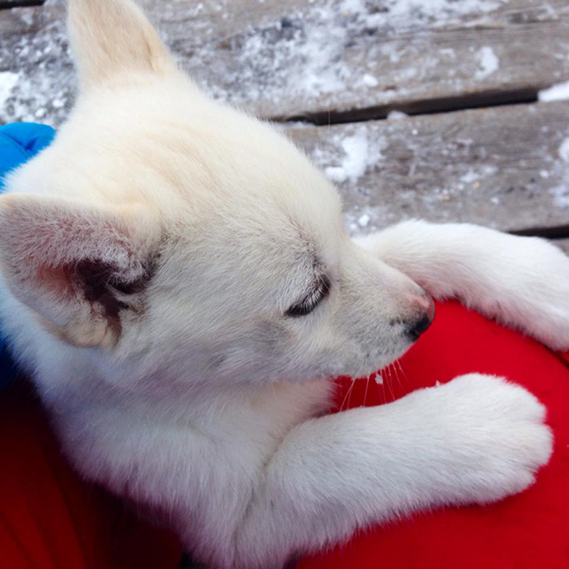 Husky, Husky Puppy, cute dog, white husky, Peak Leaders, ski instructor course, Switzerland