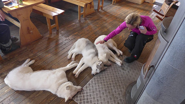 Husky puppies, Cabane Tortin, Verbier, Huskies, Peak Leaders, gap year ski adventure