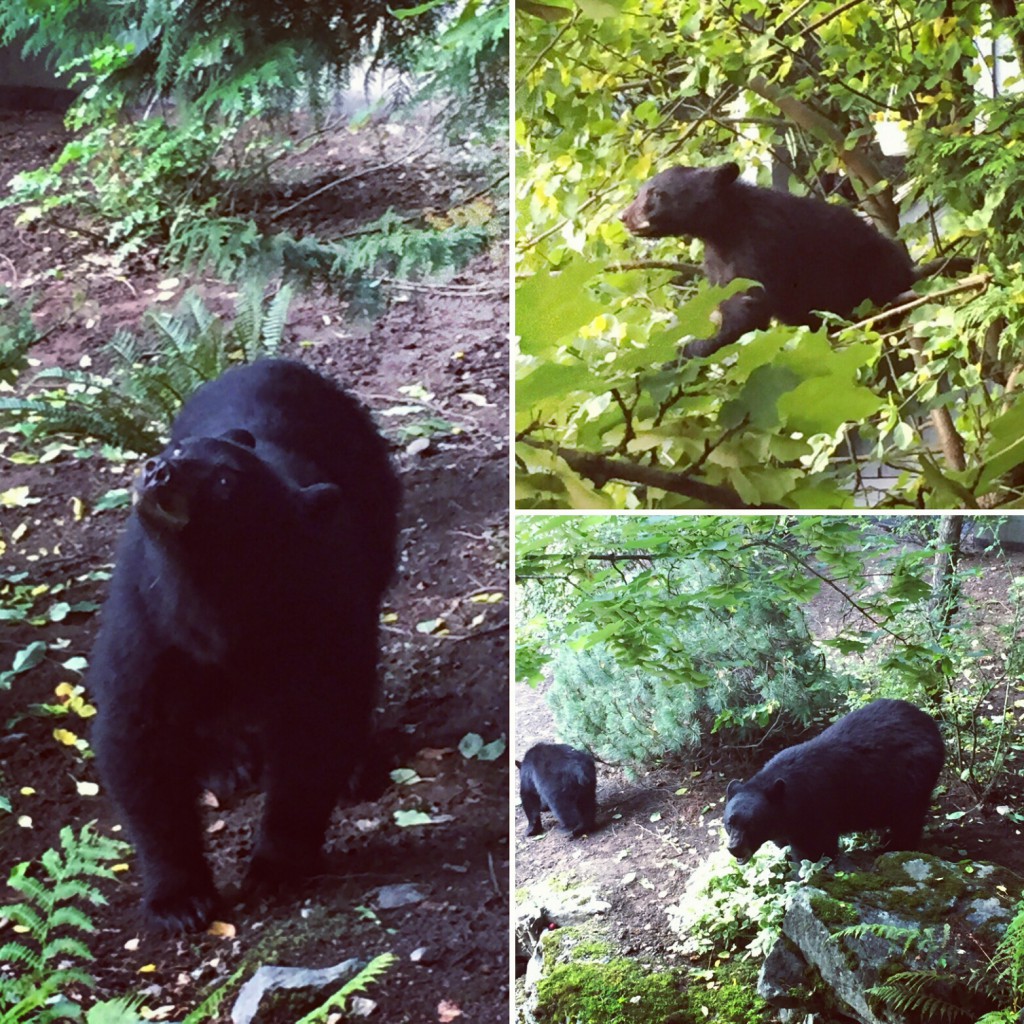 Sometimes when mountain bike coaching, we get to see some bears!