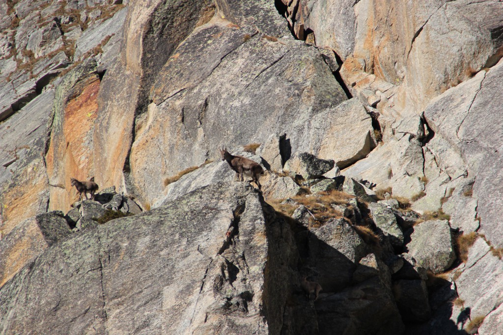 Ibex camouflaged against the cliffs in Saas Fee